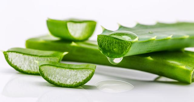 What Aloe Vera Does in Your Body: Why Egyptians Called It the Plant of Immortality