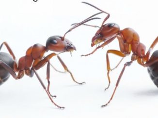 Breathtaking! You Will Never See An Ant In Your Home Thanks, To This Powerful Natural Tip !