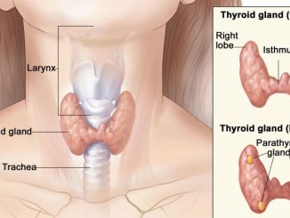 thyroid