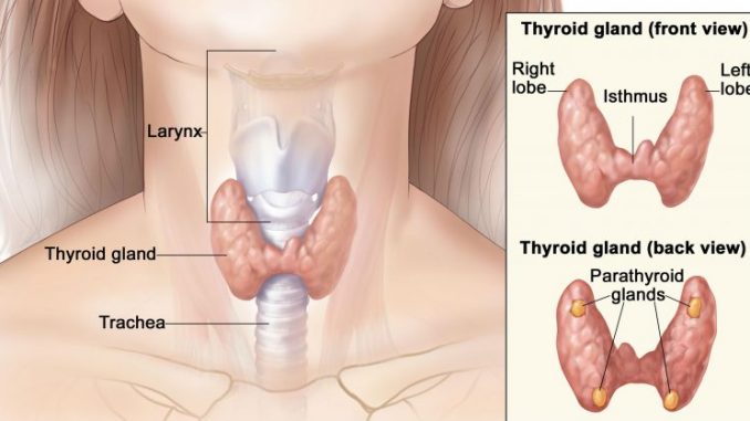 thyroid thyroid