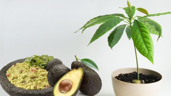 How to grow an avocado tree