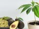 How to grow an avocado tree