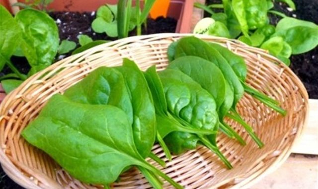 How To Grow Spinach