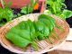 How To Grow Spinach