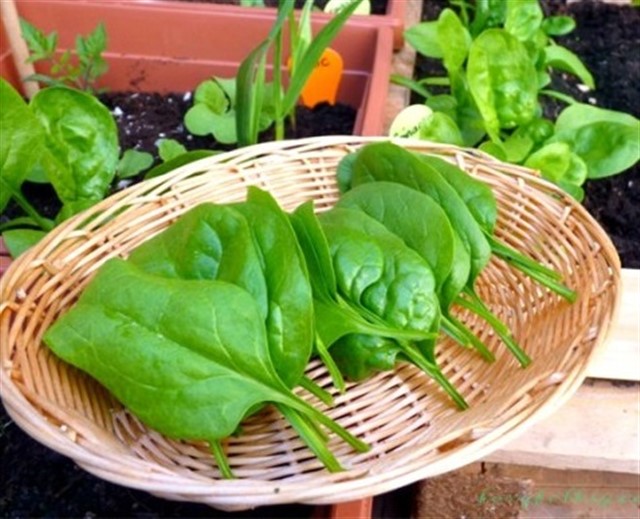 How To Grow Spinach