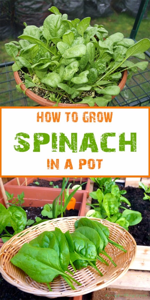 how-to-grow-spinach-in-a-pot