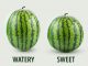 5 Key Tips To Pick The Perfect Watermelon