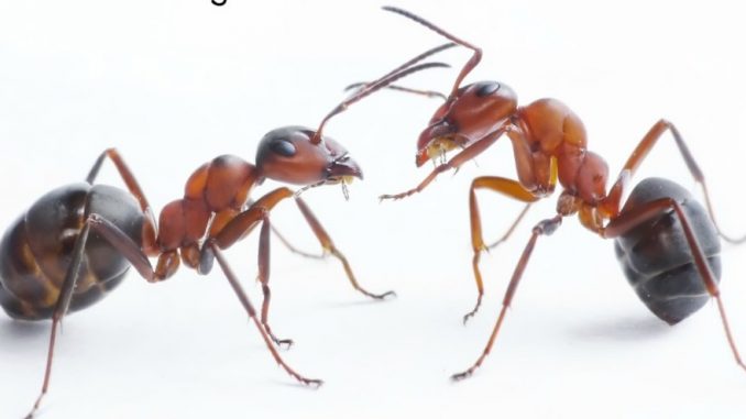 Breathtaking! You Will Never See An Ant In Your Home Thanks, To This Powerful Natural Tip !