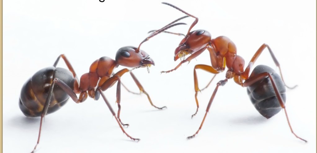 Breathtaking! You Will Never See An Ant In Your Home Thanks, To This Powerful Natural Tip !