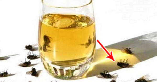 Spray This in Your Home and There Will Be No Flies, Cockroaches or Mosquitoes in Only 2 Hours Spray This in Your Home and There Will Be No Flies, Cockroaches or Mosquitoes in Only 2 Hours